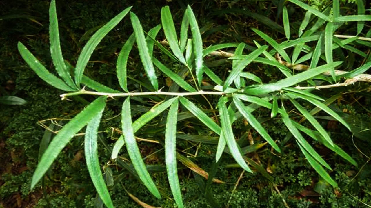 Asparagus falcatus