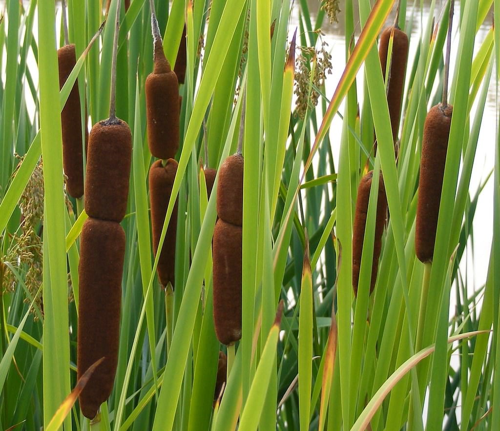 Acorus calamus