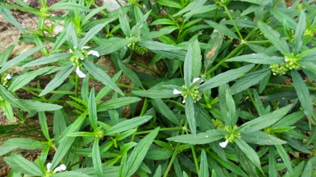 Oldenlandia corymbosa