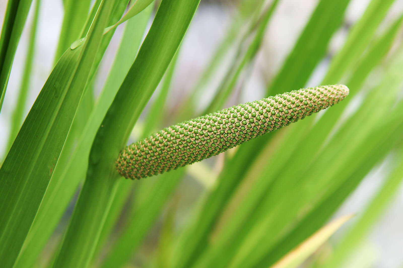 Acorus calamus