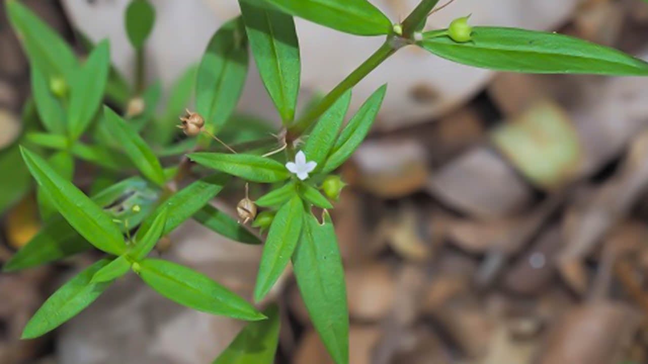 Oldenlandia corymbosa