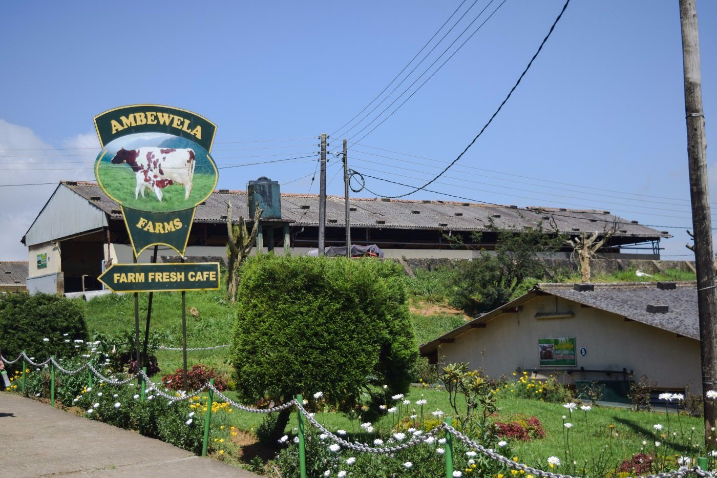 Ambewela Farm New Zealand Farm 2000m dairy cows sheep alpine pastures misty valley Nuwara Eliya Sri Lanka