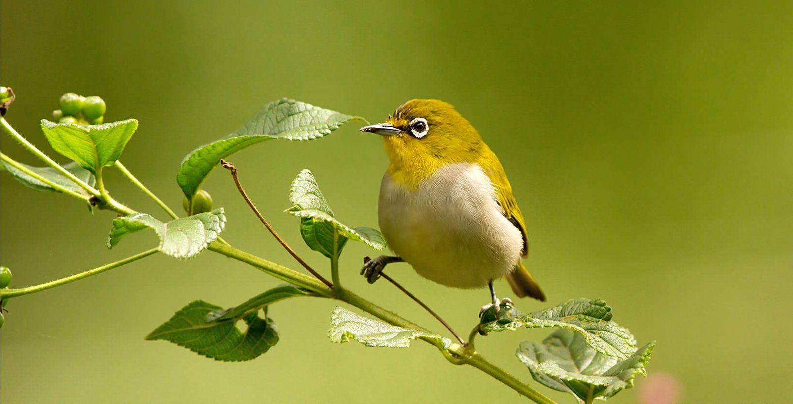 Birds