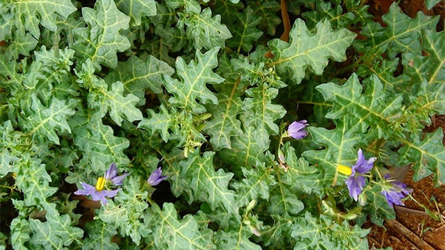 Solanum virginianum