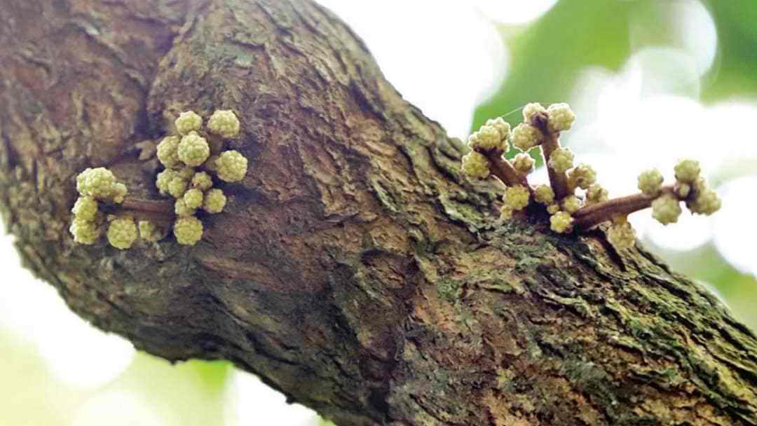 Coscinium Fenestratum