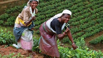 Handunugoda Tea Estate