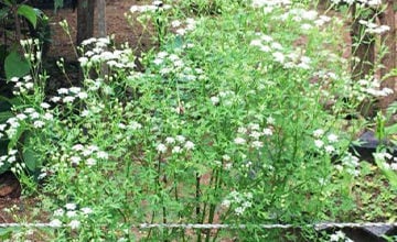 Trachyspermum involucratum