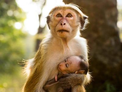 Monkey Kingdom