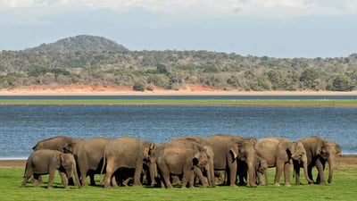 Elephan Gathering