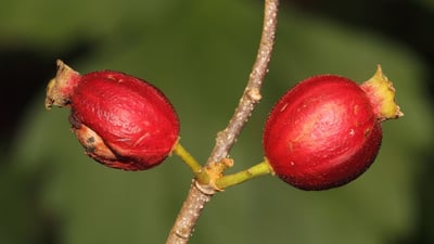 Alangium salviifolium