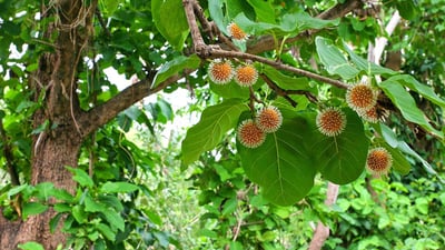 Nauclea orientalis