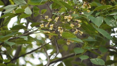 Stereospermum suaveolens
