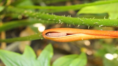 Lasia spinosa