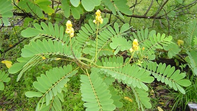 Cassia alata