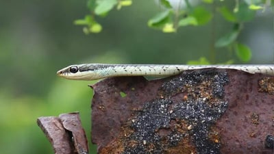 Schokar's Bronzeback