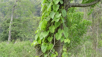 Tinospora sinensis