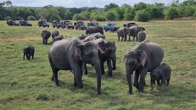 Kaudulla National Park