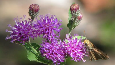 Vernonia anthelmintica