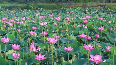 Sacred Lotus