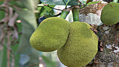 Artocarpus heterophyllus