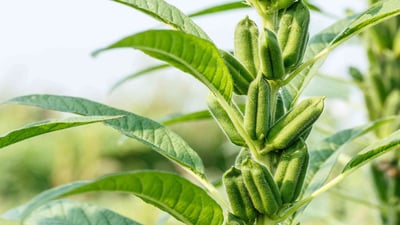 Sesamum indicum