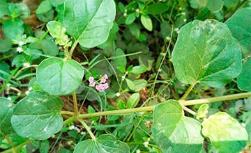Boerhavia diffusa