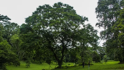 Adenanthera pavonina (Madatiya)