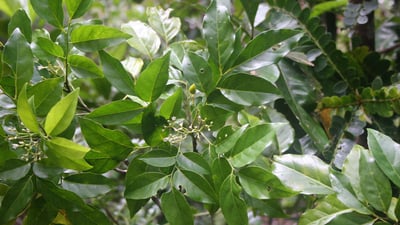 Micromelum minutum  var. ceylanicum