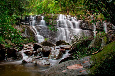 Makandawa Rain Forest