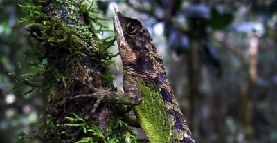 Flora and Fauna