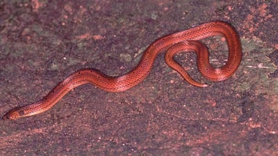 Boie's Rough-Sided Snake