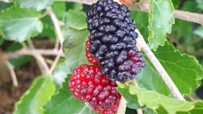 Morus alba var. indica