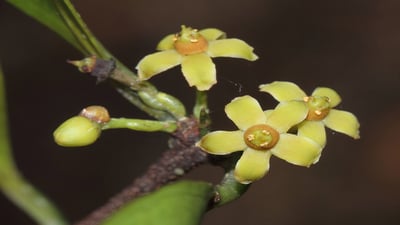 Salacia reticulata