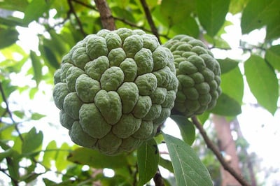 Sugar Apple