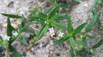 Oldenlandia corymbosa