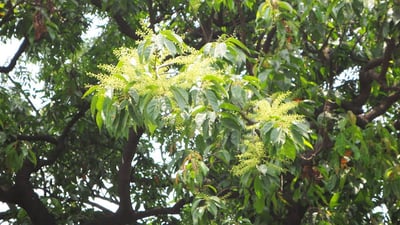 Elaeocarpus serratus
