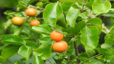 Strychnos nux-vomica