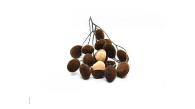 Dialium ovoideum (Gal Siyambala)