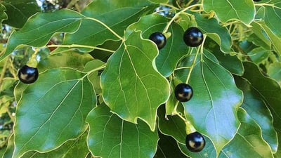 Cinnamomum camphora (?????)