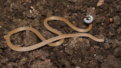 Slender Coral Snake