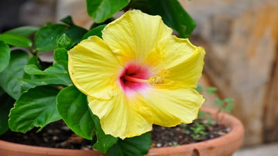 Hibiscus rosa-sinensis