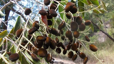 Dialium ovoideum (Gal Siyambala)