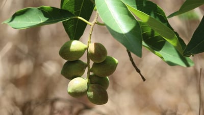 Terminalia chebula (Aralu)
