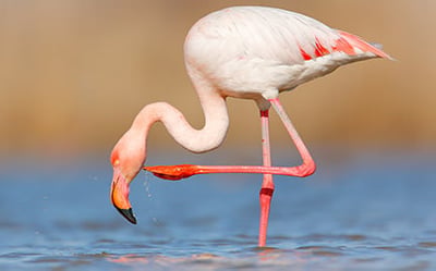 Flamingo
