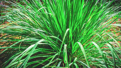 Lemongrass