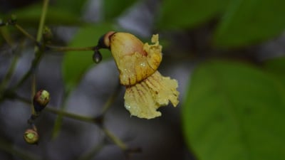 Stereospermum suaveolens