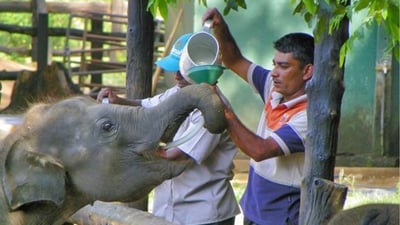 Elephant feeding