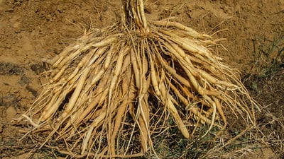 Asparagus racemosus
