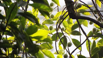 Elaeocarpus serratus