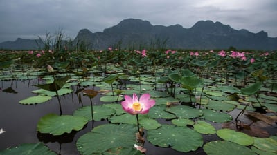 Sacred Lotus